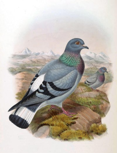 Rock Dove (Columba rupestris) by John Gould